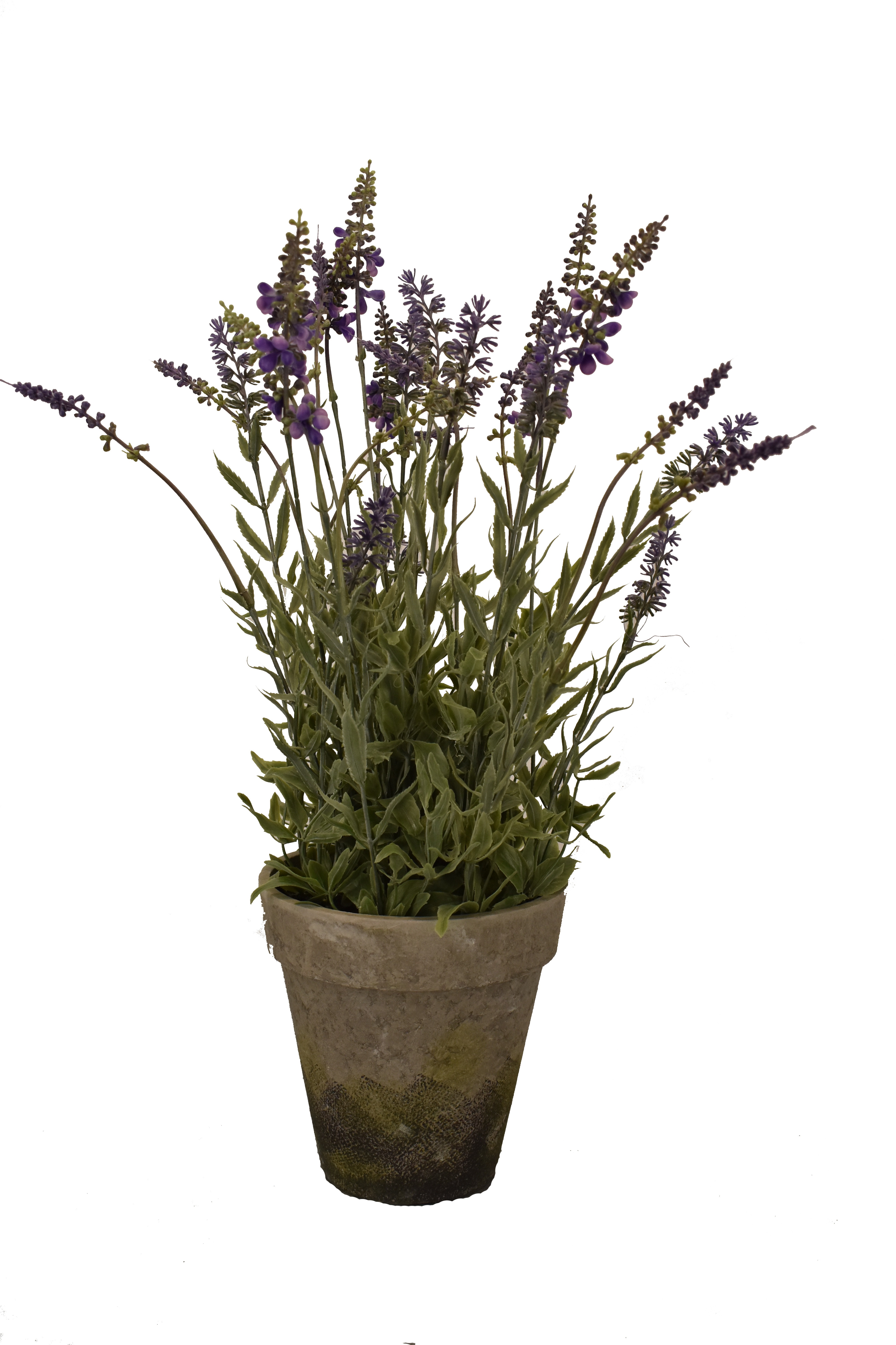 Big Lavender Pot - Trans