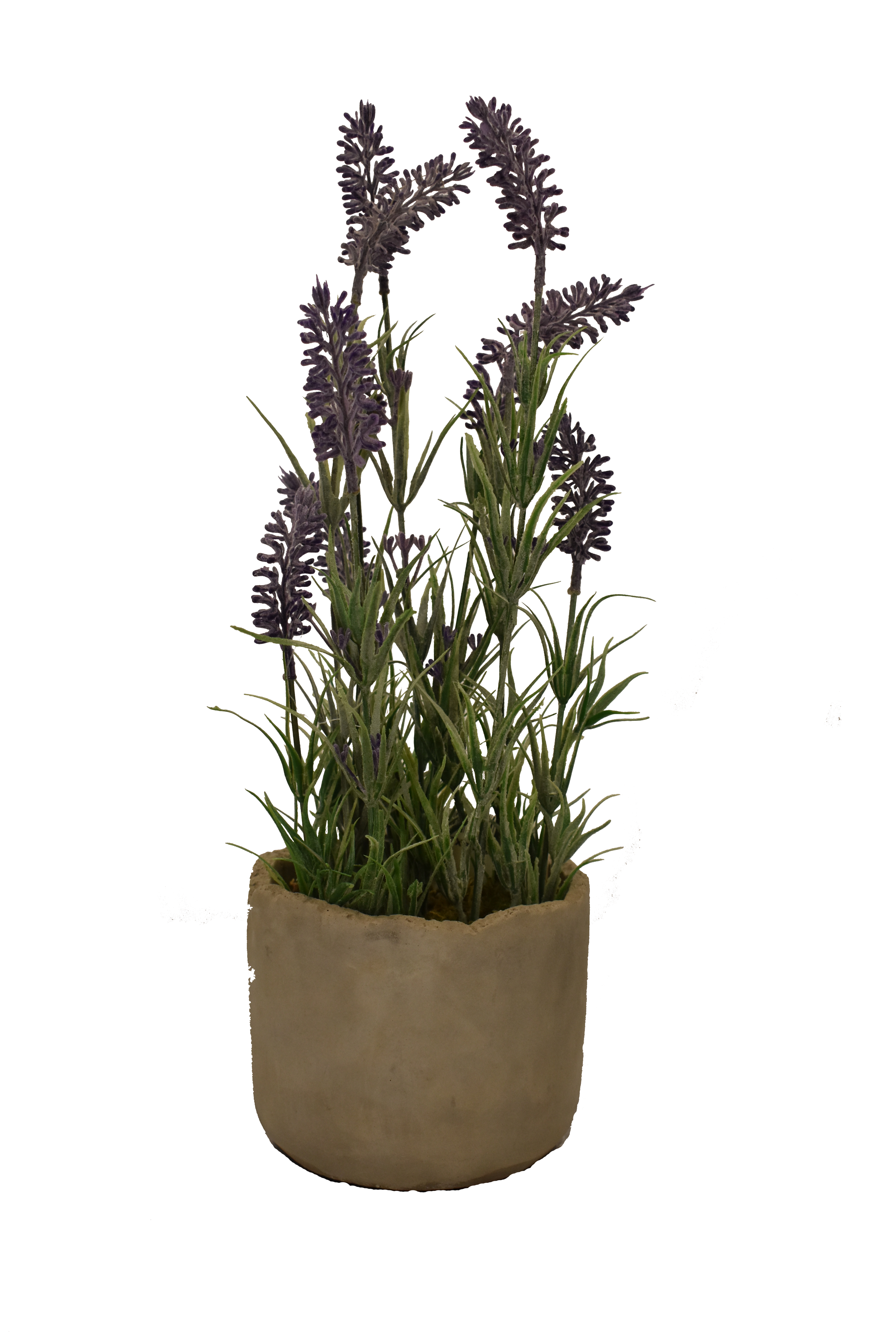 Small Lavender Pot - Trans