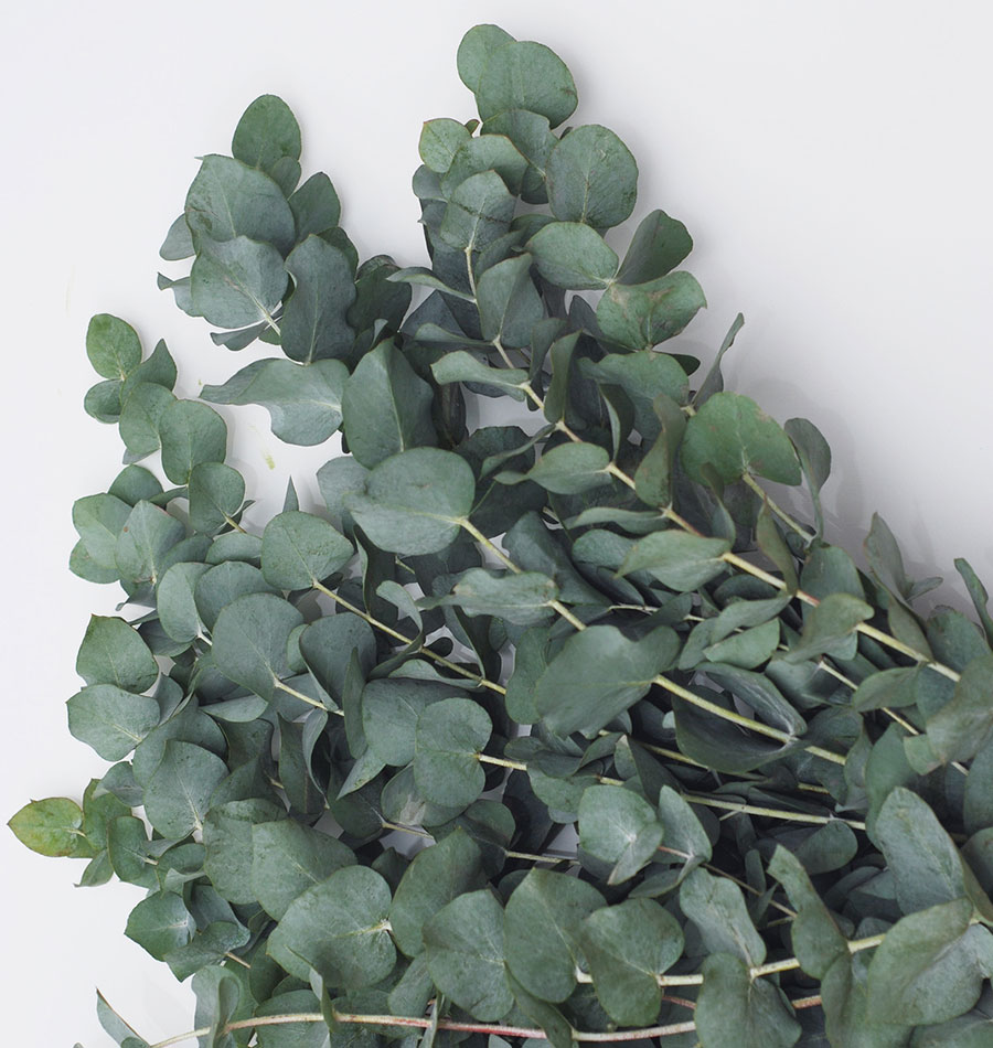 FL1209-Eucalyptus-Seeds-for-Organic-Growing